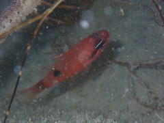 Apogon maculatus