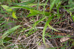 Carex aurea