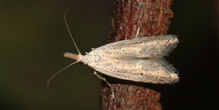 Meganola brunellus