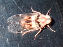 Melanoliarus slossonae