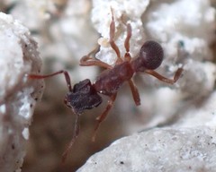 Cyphomyrmex minutus