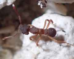 Cyphomyrmex minutus