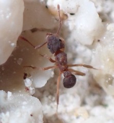 Cyphomyrmex minutus