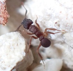 Cyphomyrmex minutus