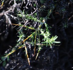 Amphiglossa triflora