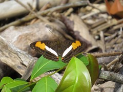 Adelpha plesaure