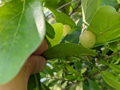 Amphibolips quercusracemaria