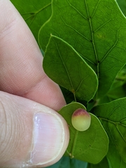 Amphibolips quercusracemaria