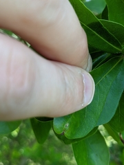 Amphibolips quercusracemaria