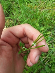 Cardamine oligosperma