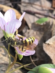 Claytonia caroliniana