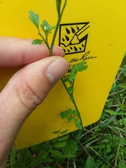 Cardamine oligosperma