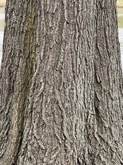 Quercus