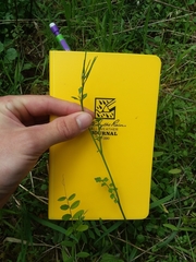 Cardamine oligosperma