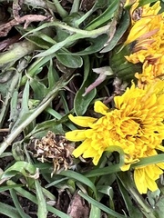 Taraxacum officinale