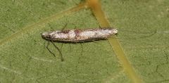 Ceromitia iolampra