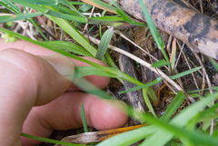 Carex aurea
