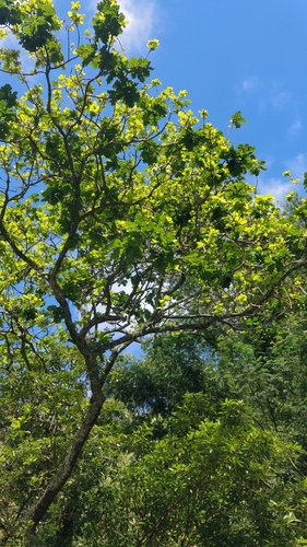 Fagaceae image