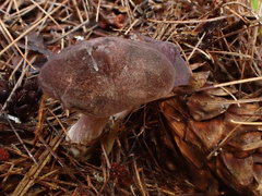 Entoloma violaceum