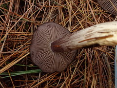 Entoloma violaceum