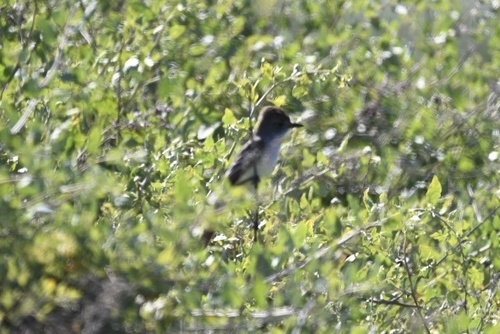 iNaturalist observation photo of Ash-throated Flycatcher