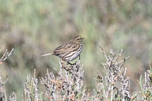 iNaturalist observation photo of Savannah Sparrow