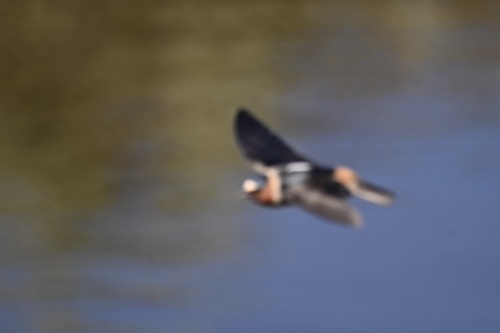 iNaturalist observation photo of Cliff Swallow