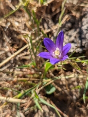 Brodiaea terrestris