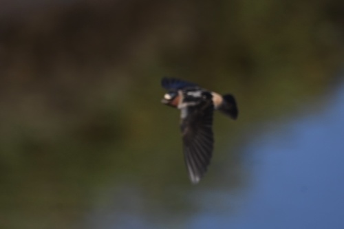 iNaturalist observation photo of Cliff Swallow