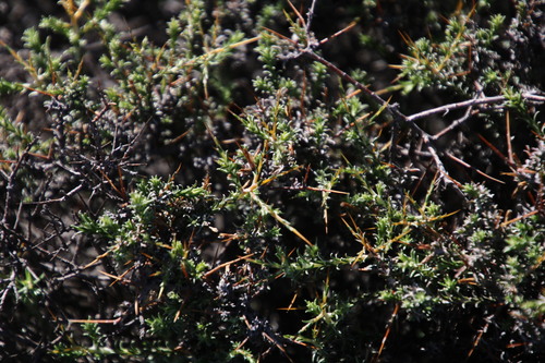 Image of Amphiglossa triflora by (c) Tony Rebelo, some rights reserved (CC BY-SA)