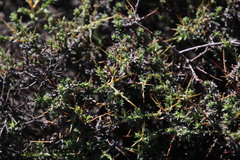 Amphiglossa triflora