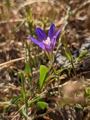 Brodiaea terrestris