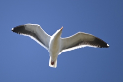iNaturalist observation photo of Western Gull