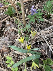 Gagea lutea