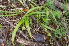 Carex aurea