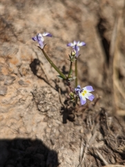 Downingia ornatissima