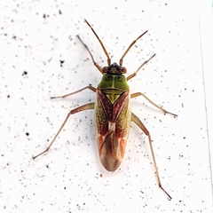 Conostethus venustus