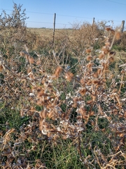 Xanthium spinosum