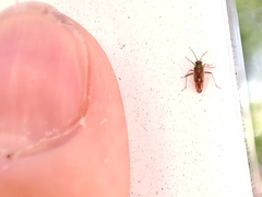 Conostethus venustus