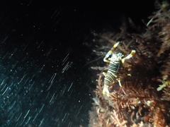 Gnathophyllum americanum