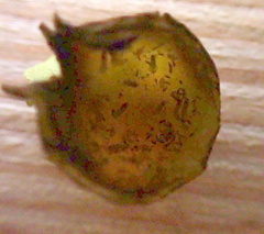 Phylloxera conica