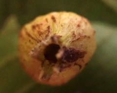 Phylloxera conica