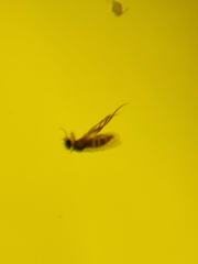 Metopininae