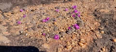 Conophytum minusculum
