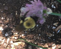 Bombus griseocollis
