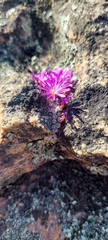 Conophytum minusculum