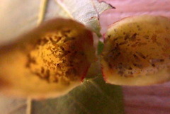 Phylloxera conica
