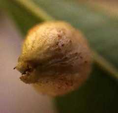 Phylloxera conica