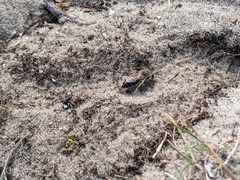 Colletes cunicularius