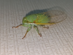 Dundubia